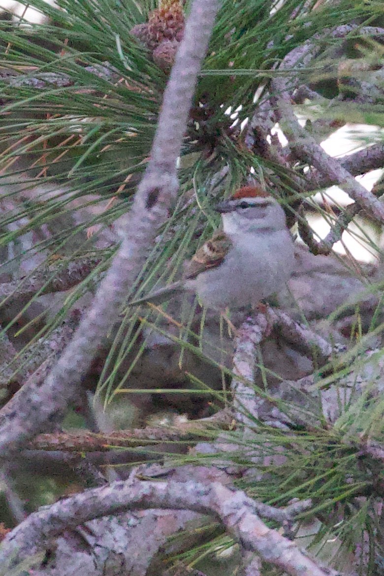 Chipping Sparrow - ML618674105