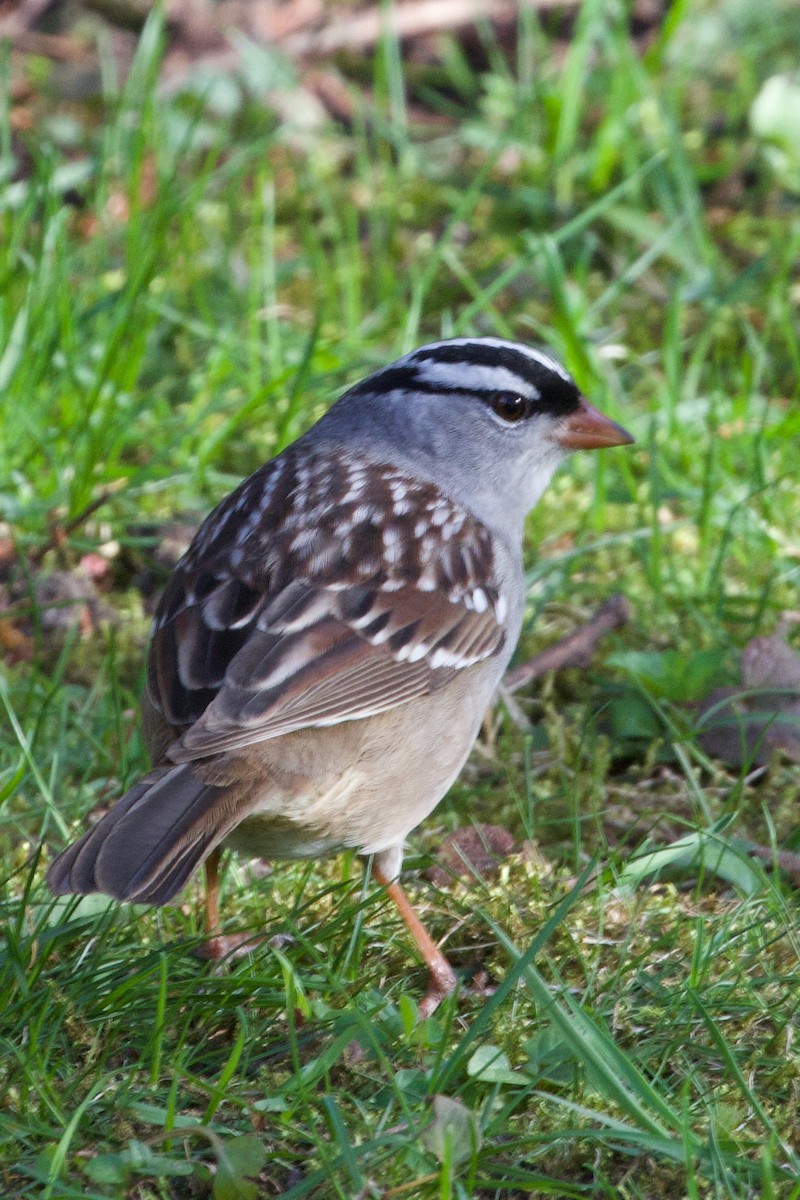 White-crowned Sparrow - ML618674114