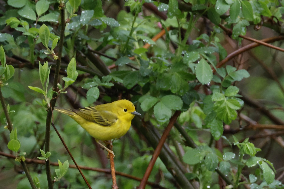 Yellow Warbler (Northern) - ML618674115