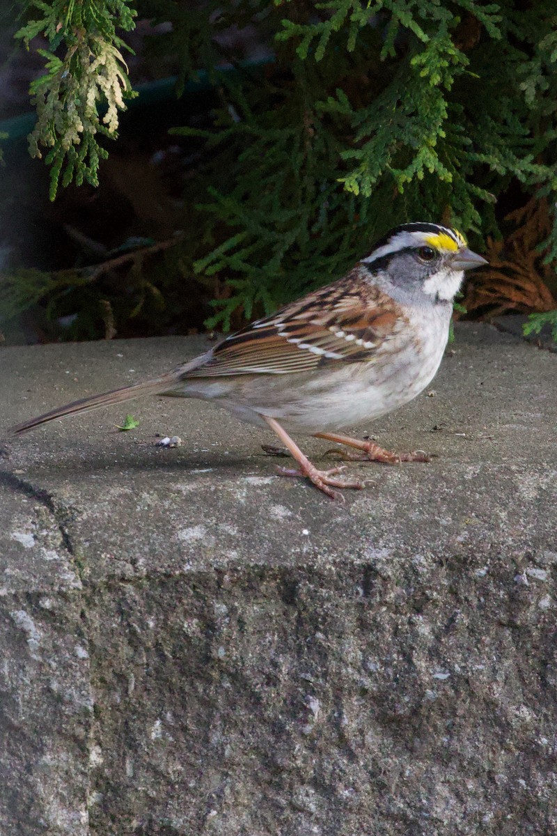 White-throated Sparrow - ML618674118