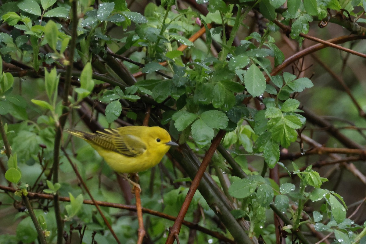 Yellow Warbler (Northern) - ML618674120