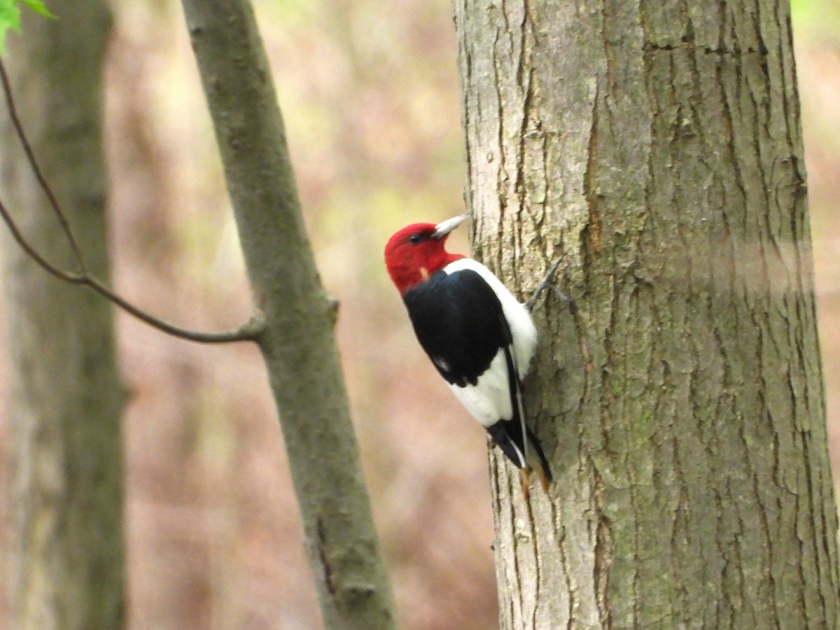 Red-headed Woodpecker - ML618674135