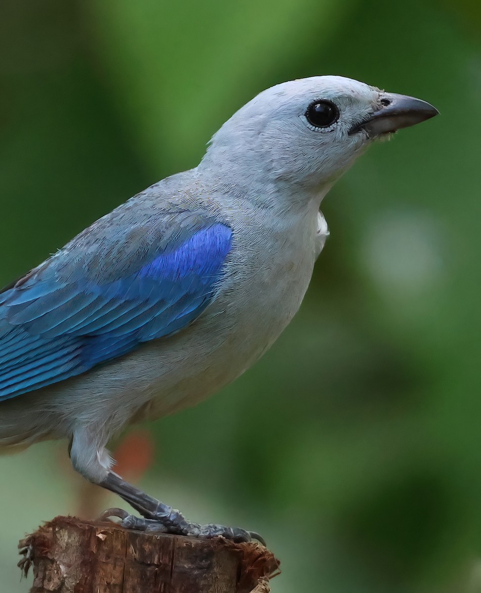 Blue-gray Tanager - ML618674138