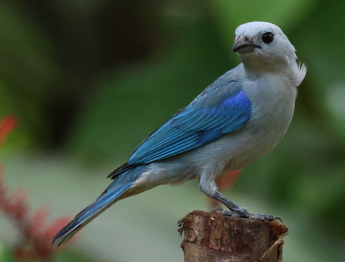 Blue-gray Tanager - ML618674140