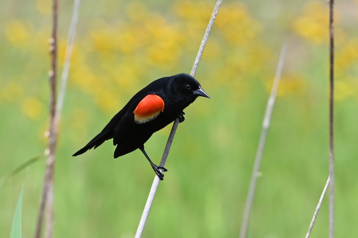 Red-winged Blackbird - Jim Highberger