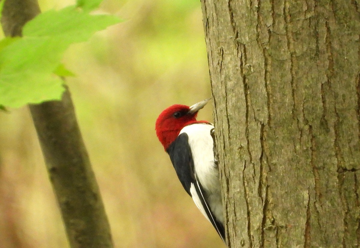 Red-headed Woodpecker - ML618674155