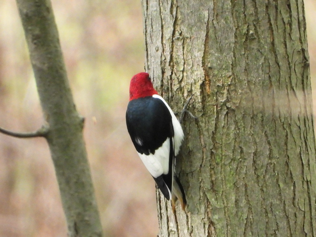 Red-headed Woodpecker - ML618674167