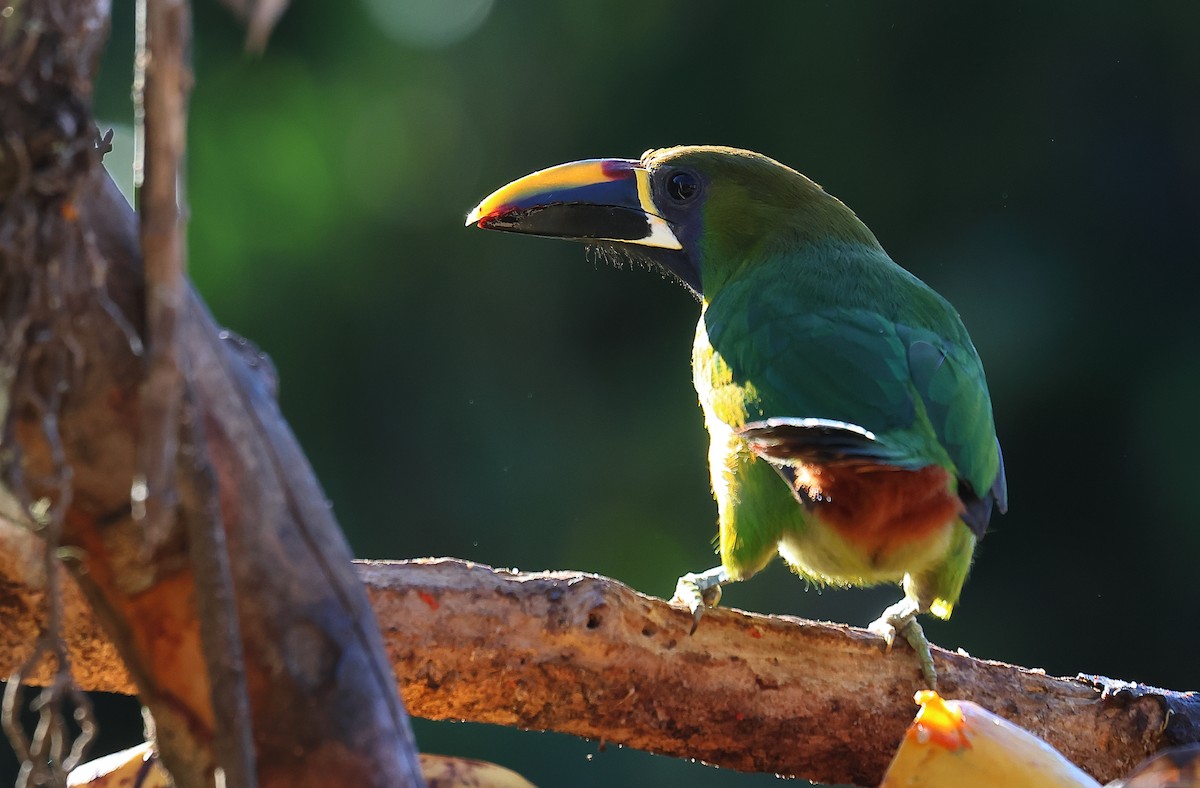 Northern Emerald-Toucanet (Blue-throated) - ML618674173