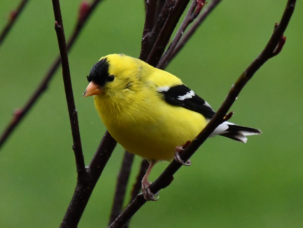 American Goldfinch - Wendy Hill