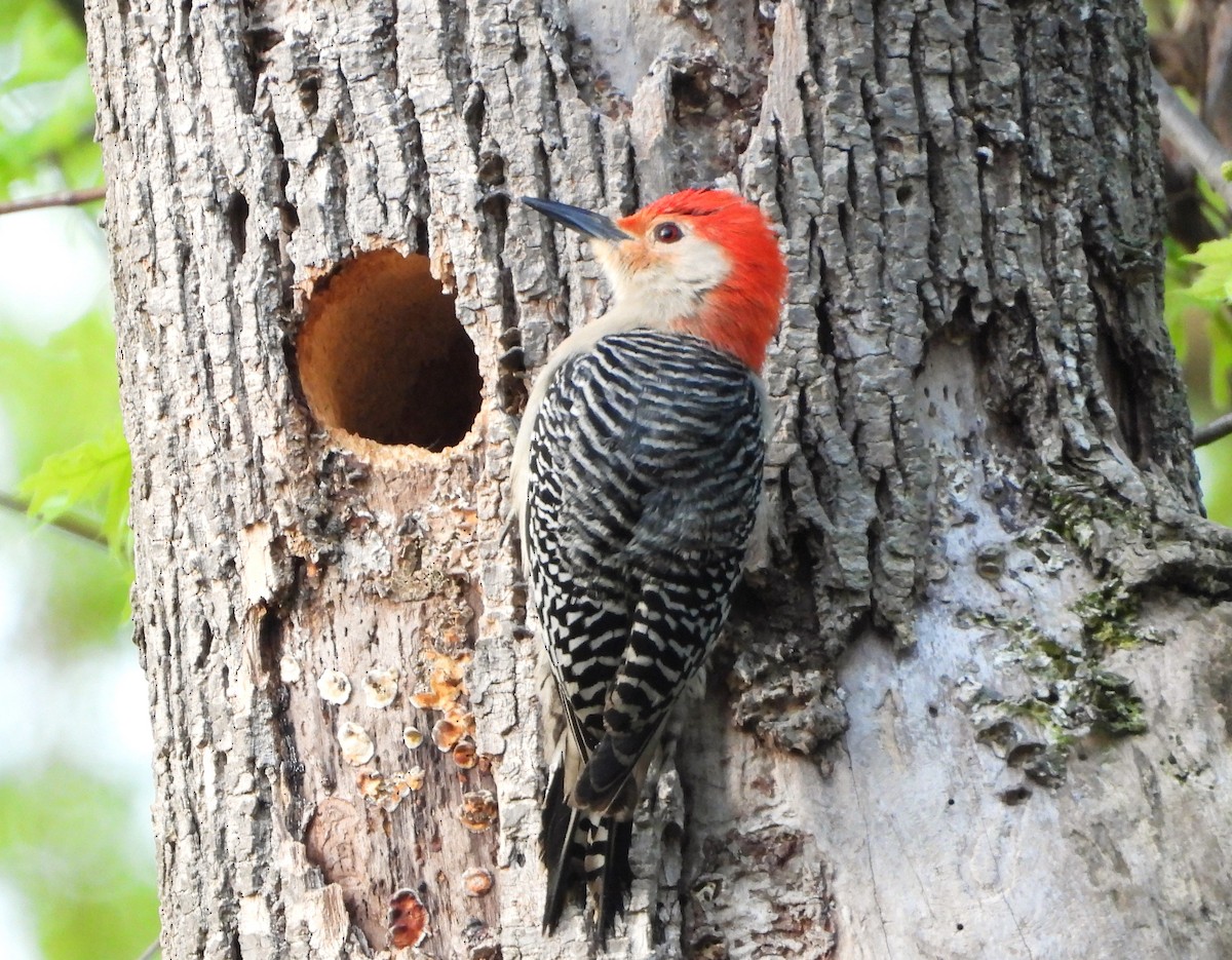 Red-bellied Woodpecker - ML618674205