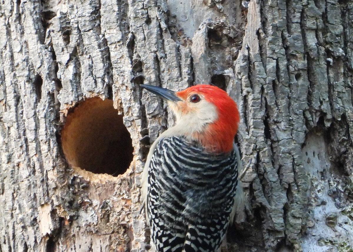 Red-bellied Woodpecker - ML618674210