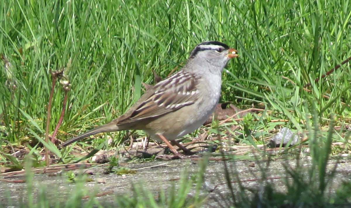 White-crowned Sparrow - shelley seidman