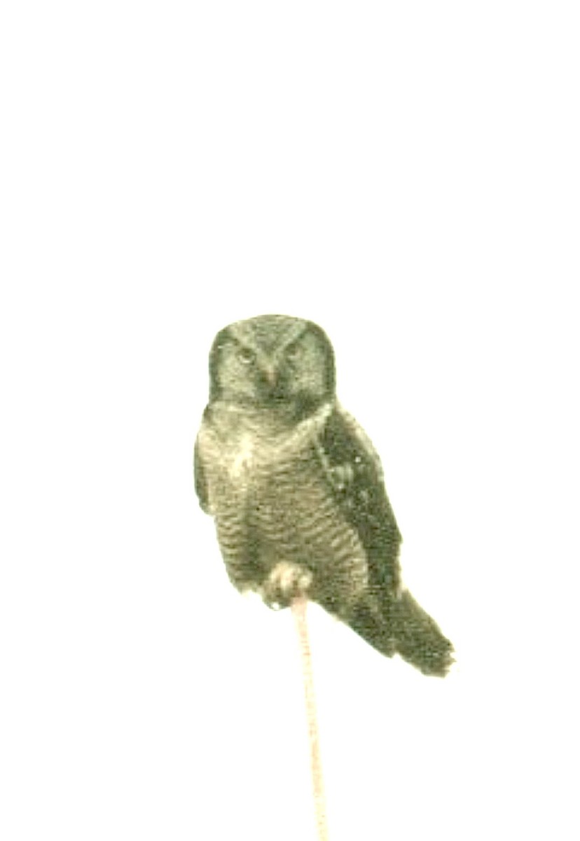 Northern Hawk Owl - Pierre Howard