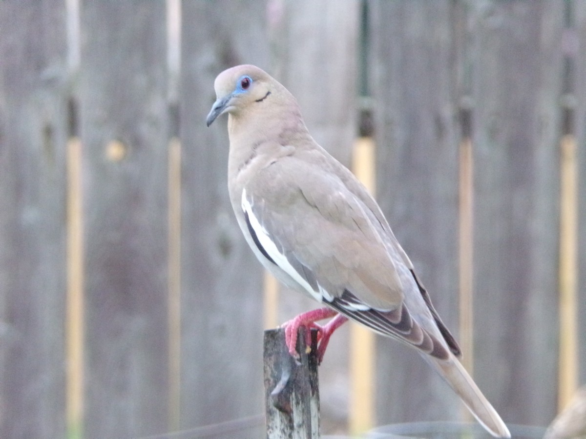 White-winged Dove - ML618674346