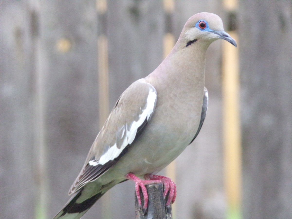 White-winged Dove - Texas Bird Family