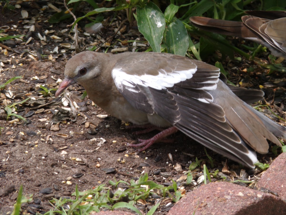 White-winged Dove - ML618674359