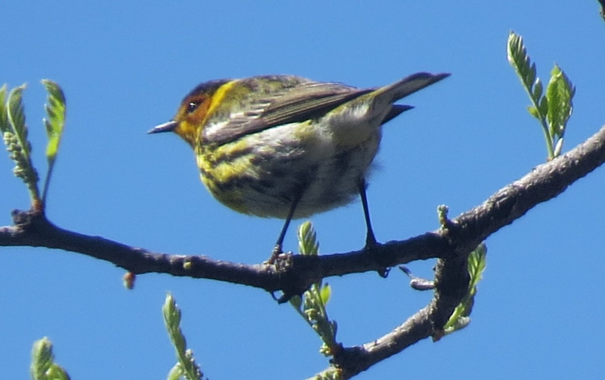 Cape May Warbler - ML618674378