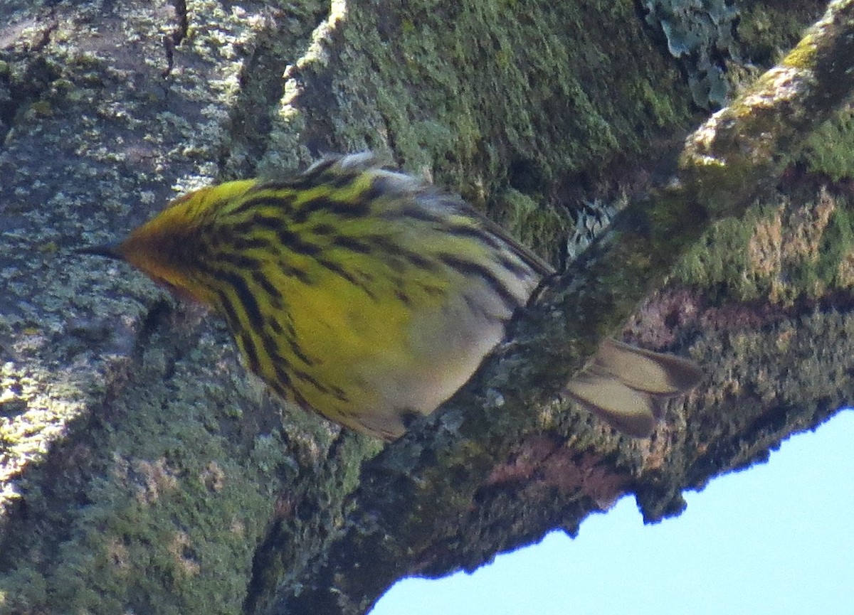 Cape May Warbler - ML618674379