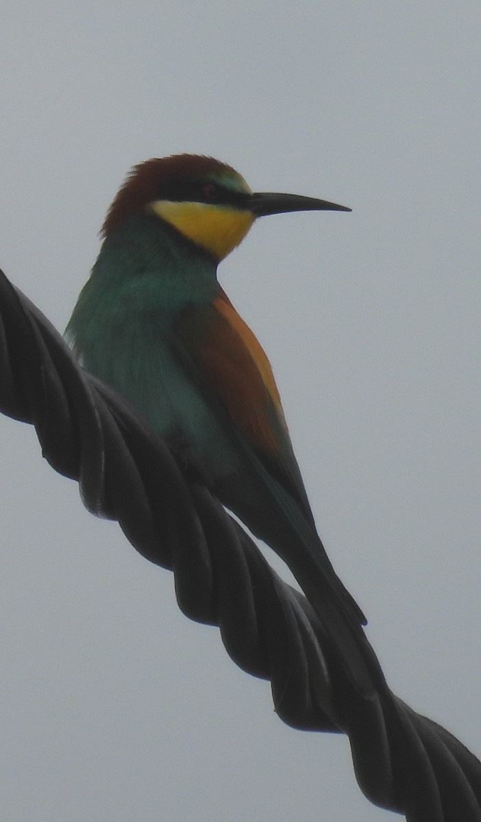 European Bee-eater - ML618674428