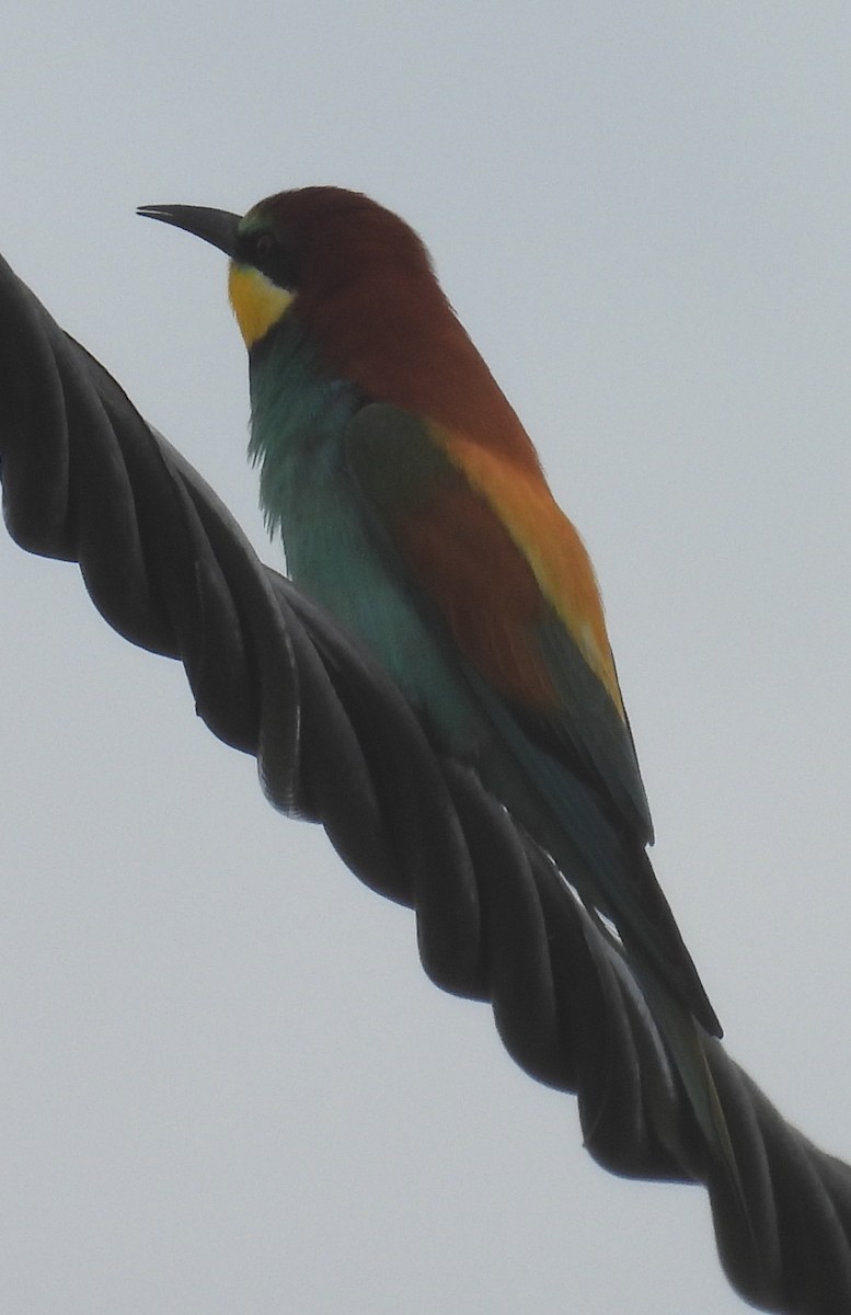 European Bee-eater - ML618674429