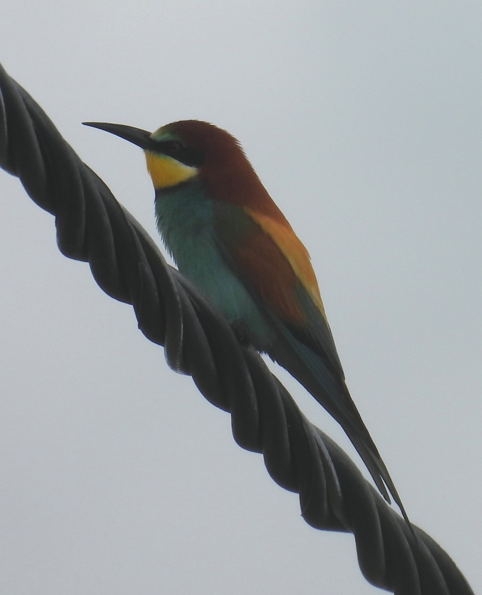 European Bee-eater - ML618674430