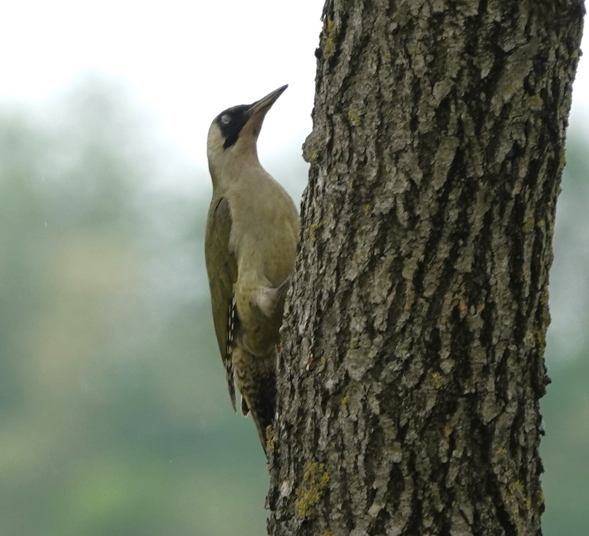 Eurasian Green Woodpecker - ML618674441