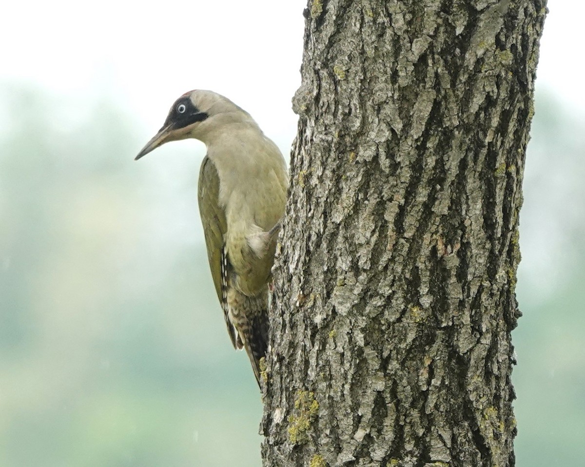 Eurasian Green Woodpecker - ML618674443