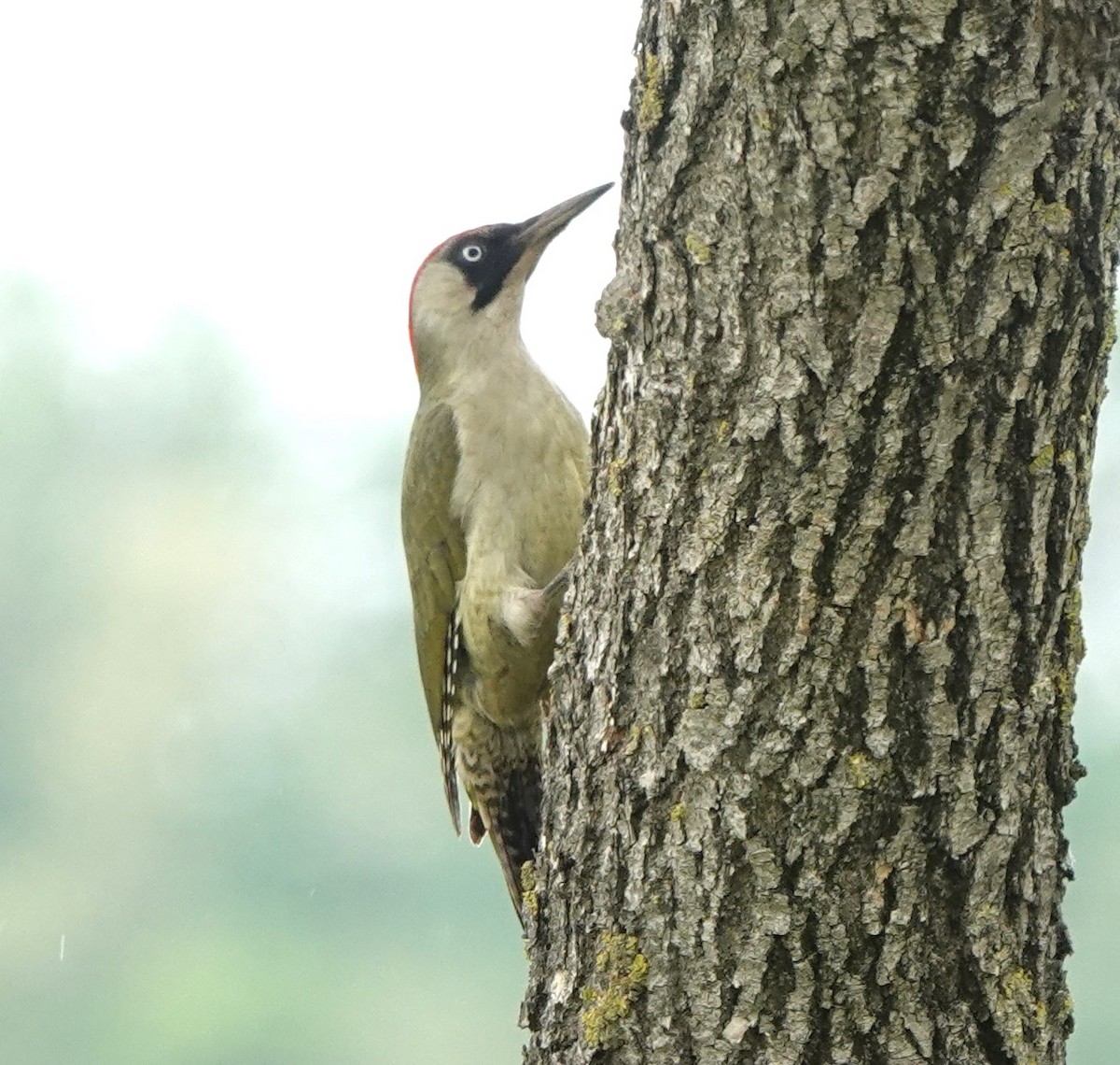 Eurasian Green Woodpecker - ML618674444