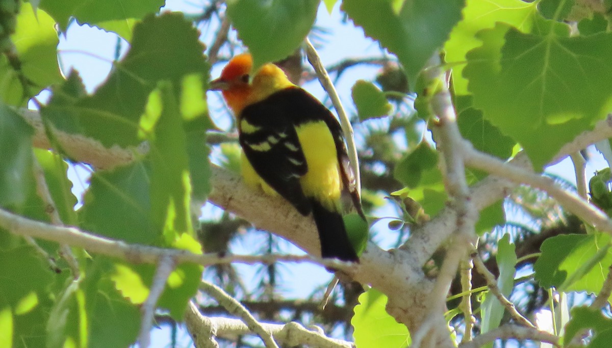 Western Tanager - ML618674459