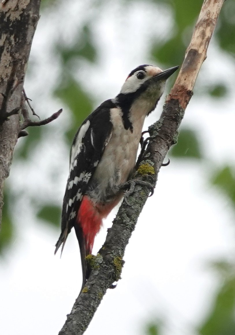 Syrian Woodpecker - ML618674484