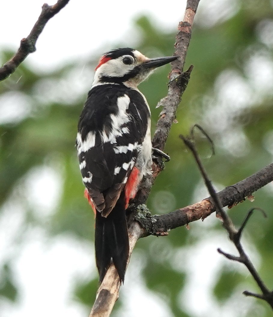 Syrian Woodpecker - ML618674485