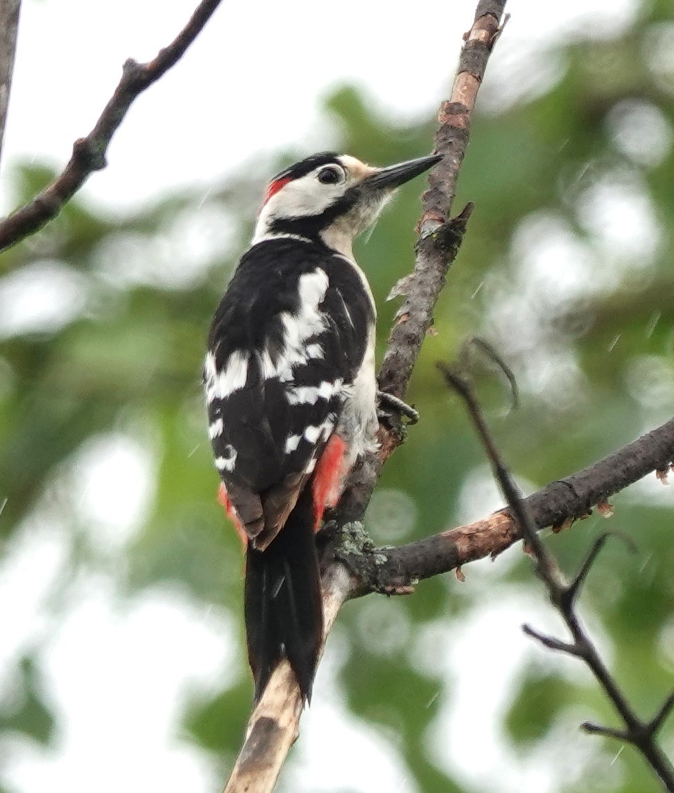 Syrian Woodpecker - ML618674486