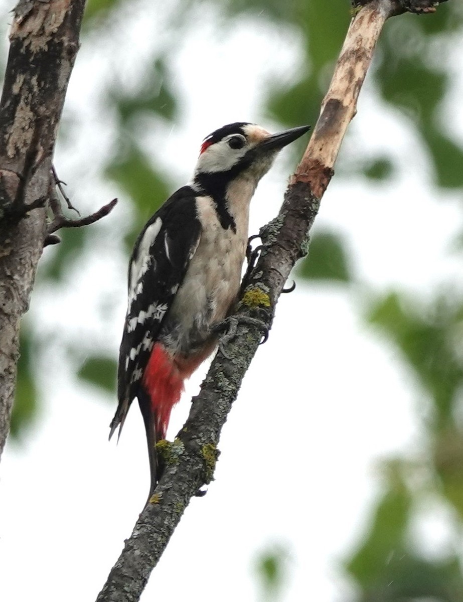 Syrian Woodpecker - ML618674487