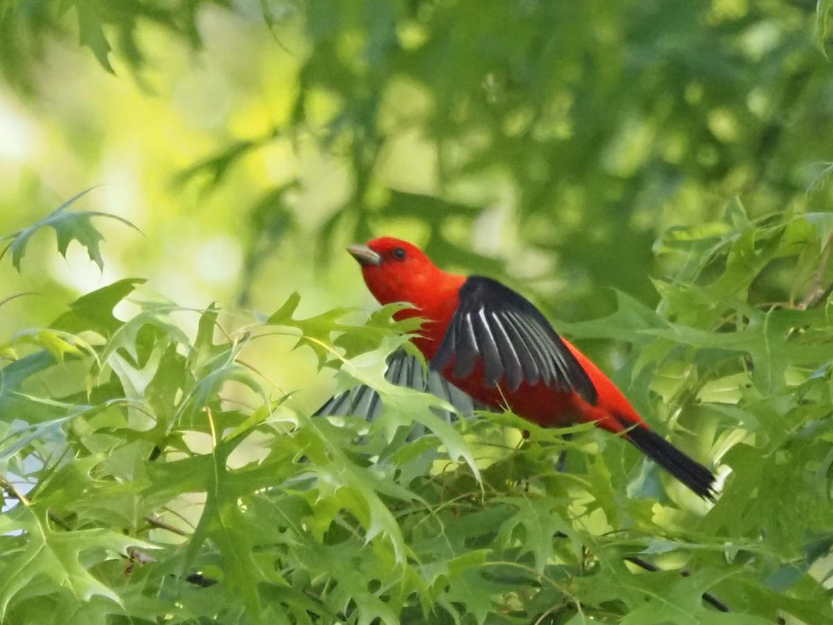 Scarlet Tanager - ML618674592