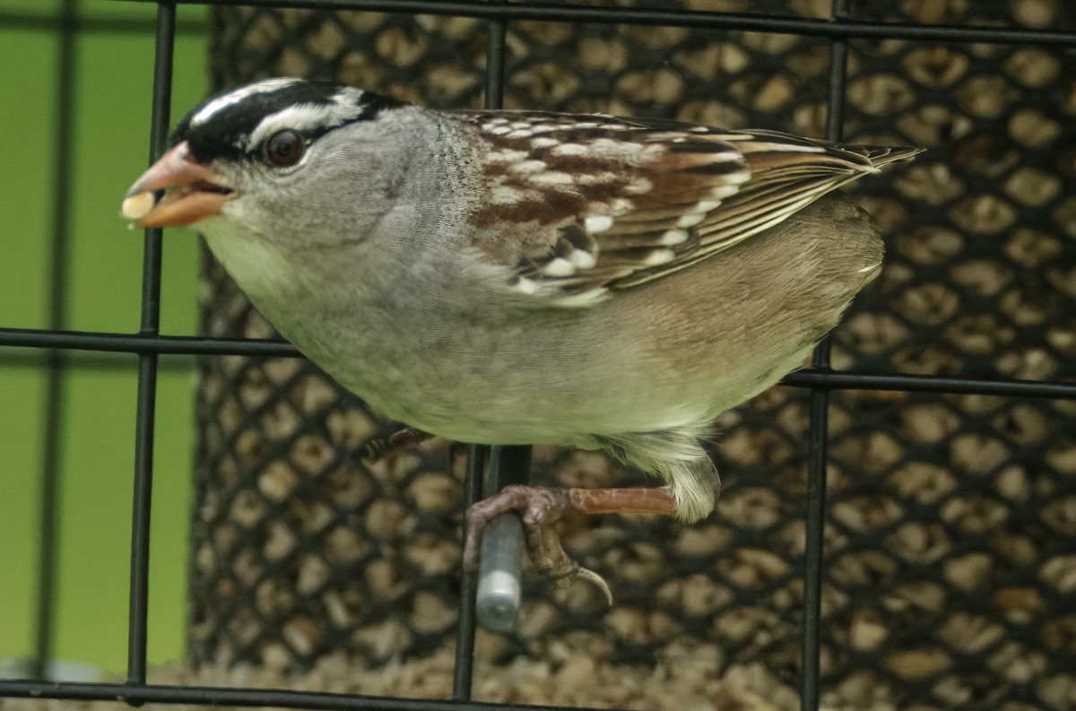 White-crowned Sparrow - ML618674594