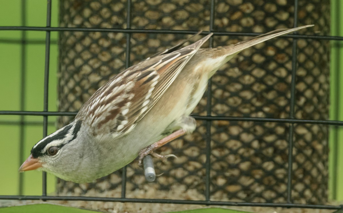White-crowned Sparrow - ML618674595