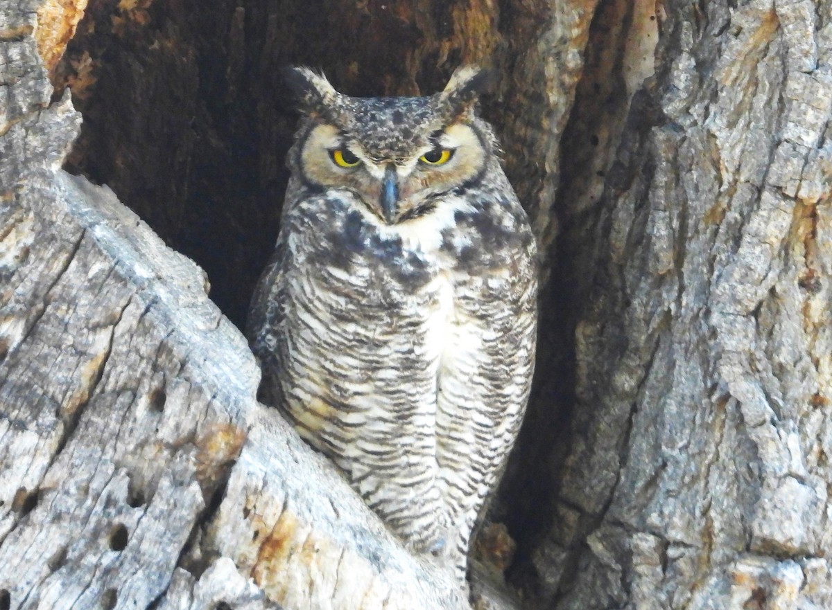 Great Horned Owl - ML618674615