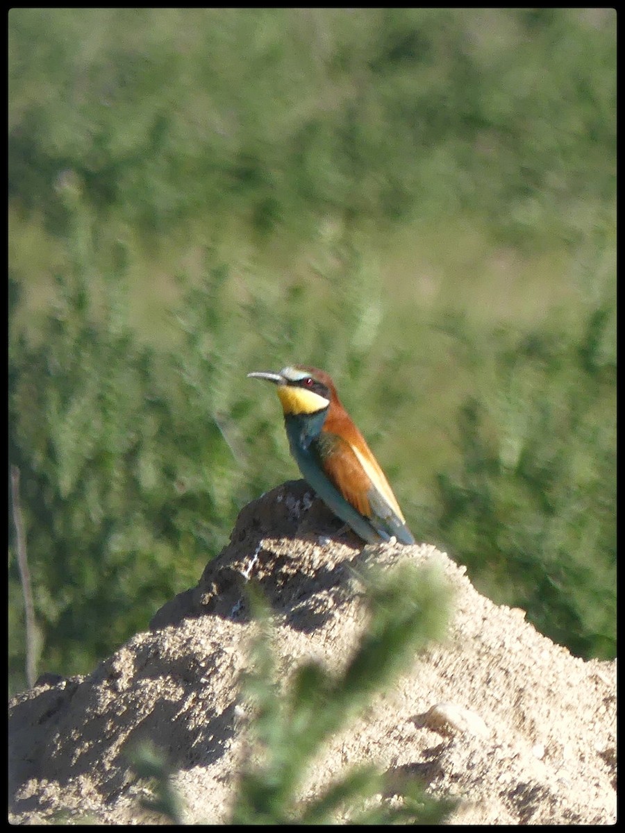 European Bee-eater - ML618674664