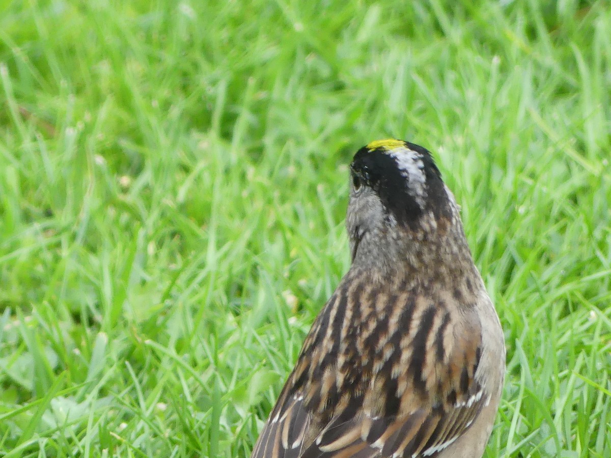 Golden-crowned Sparrow - ML618674675