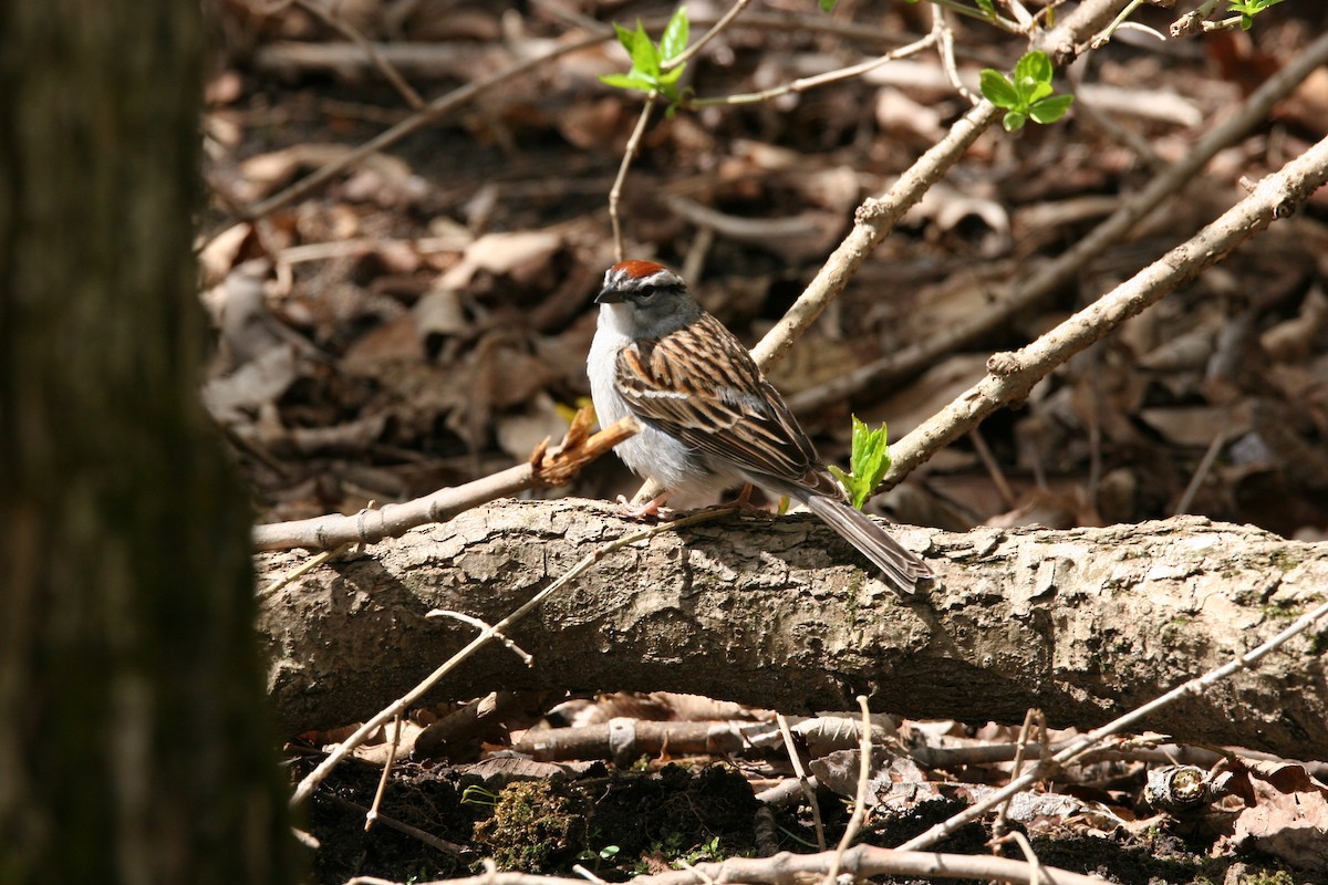 Chipping Sparrow - ML618674678