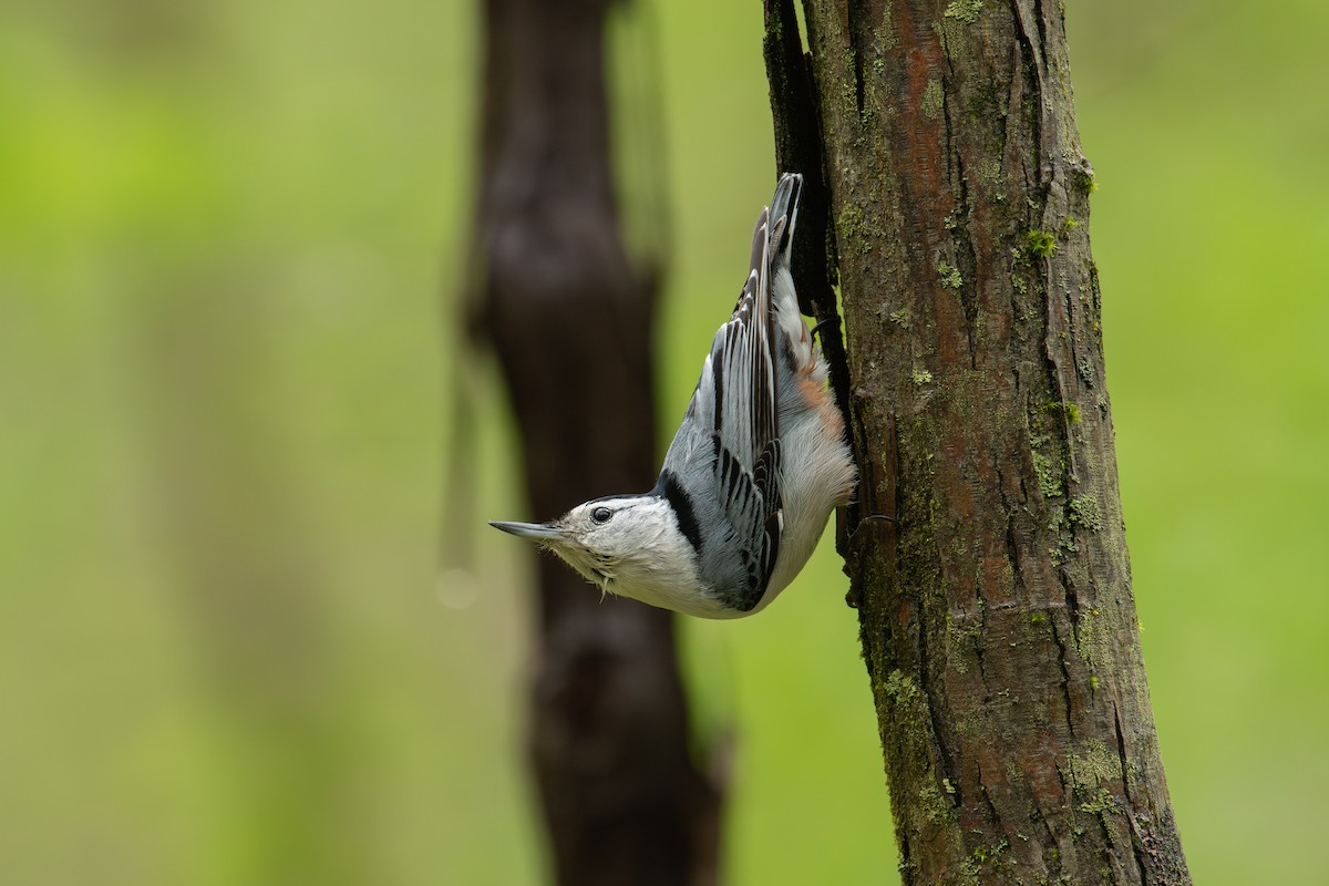 White-breasted Nuthatch - ML618674744
