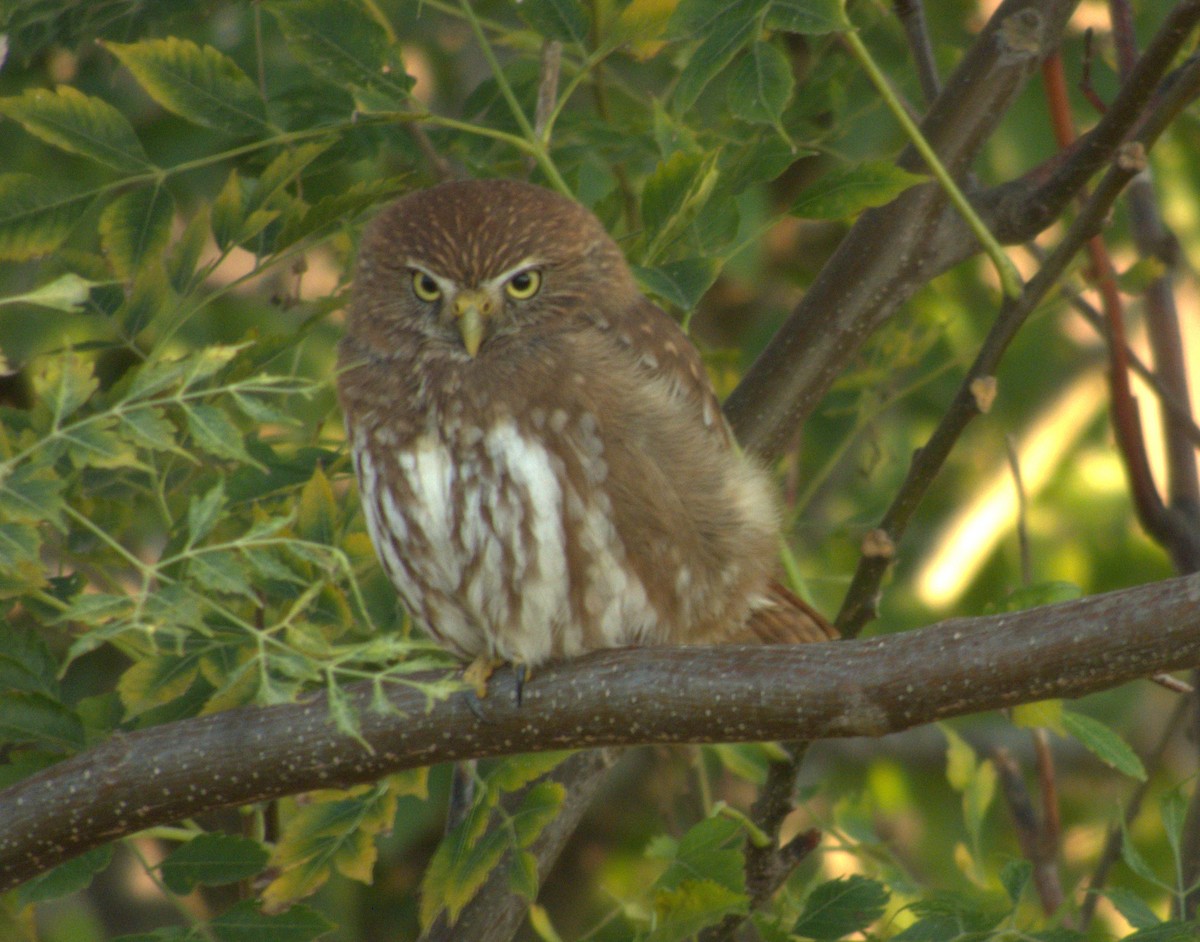 Ferruginous Pygmy-Owl - ML618674749