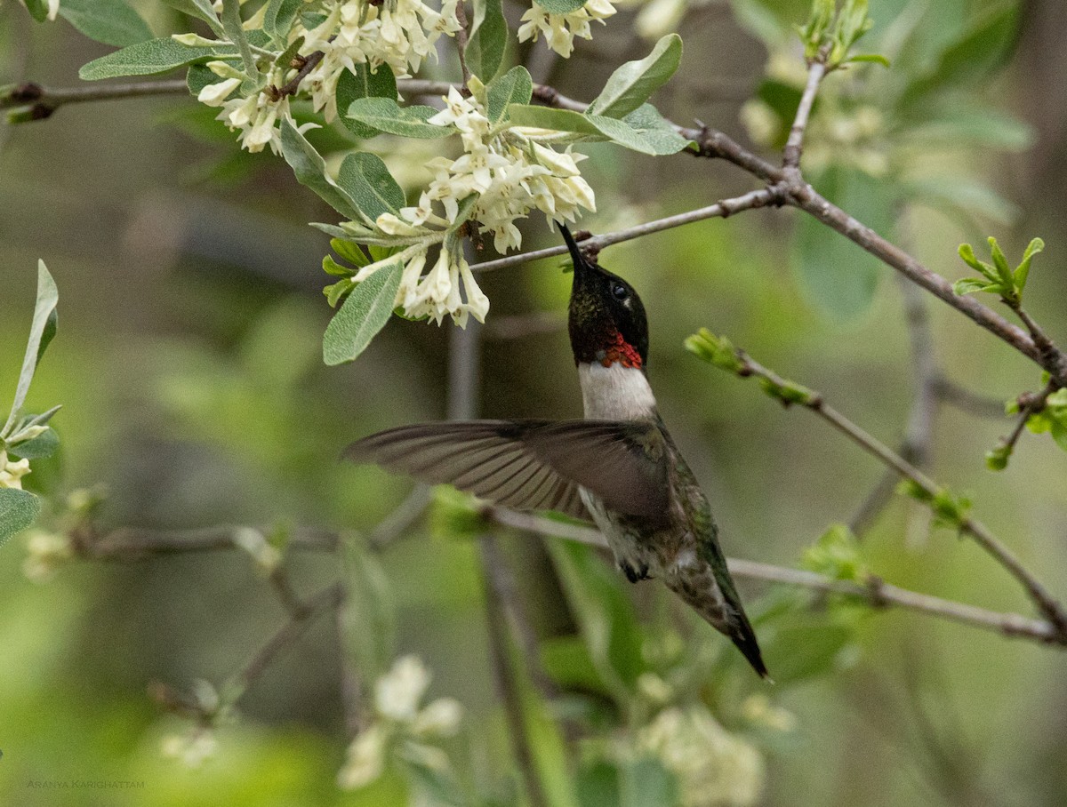 Ruby-throated Hummingbird - ML618674750