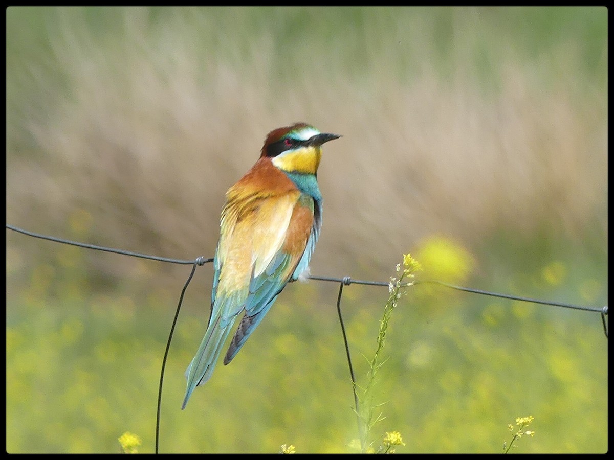 European Bee-eater - ML618674754