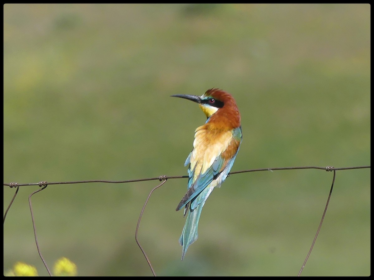 European Bee-eater - ML618674755