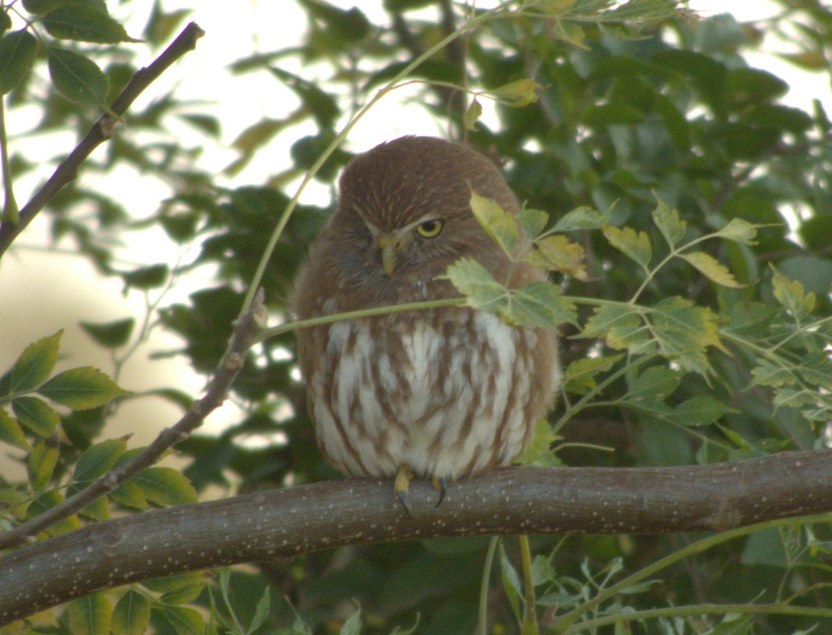 Ferruginous Pygmy-Owl - ML618674762