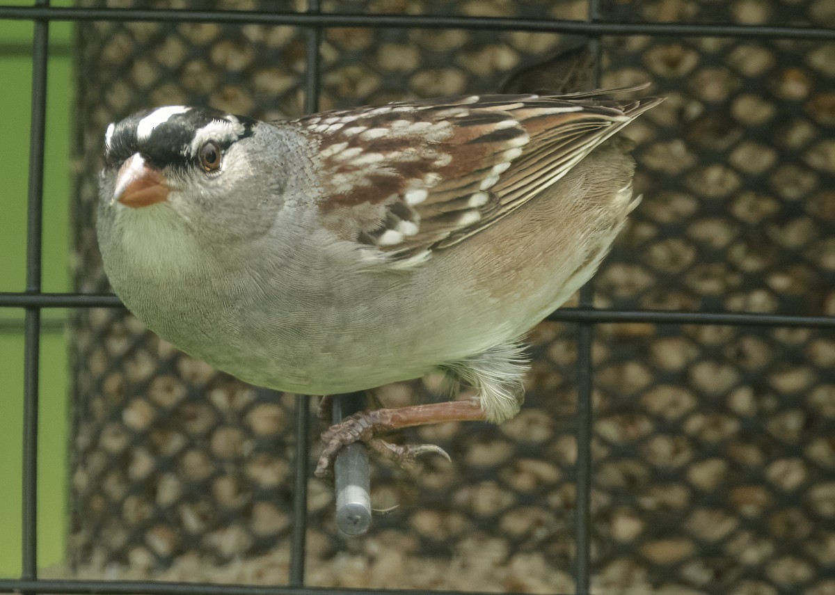 White-crowned Sparrow - ML618674766