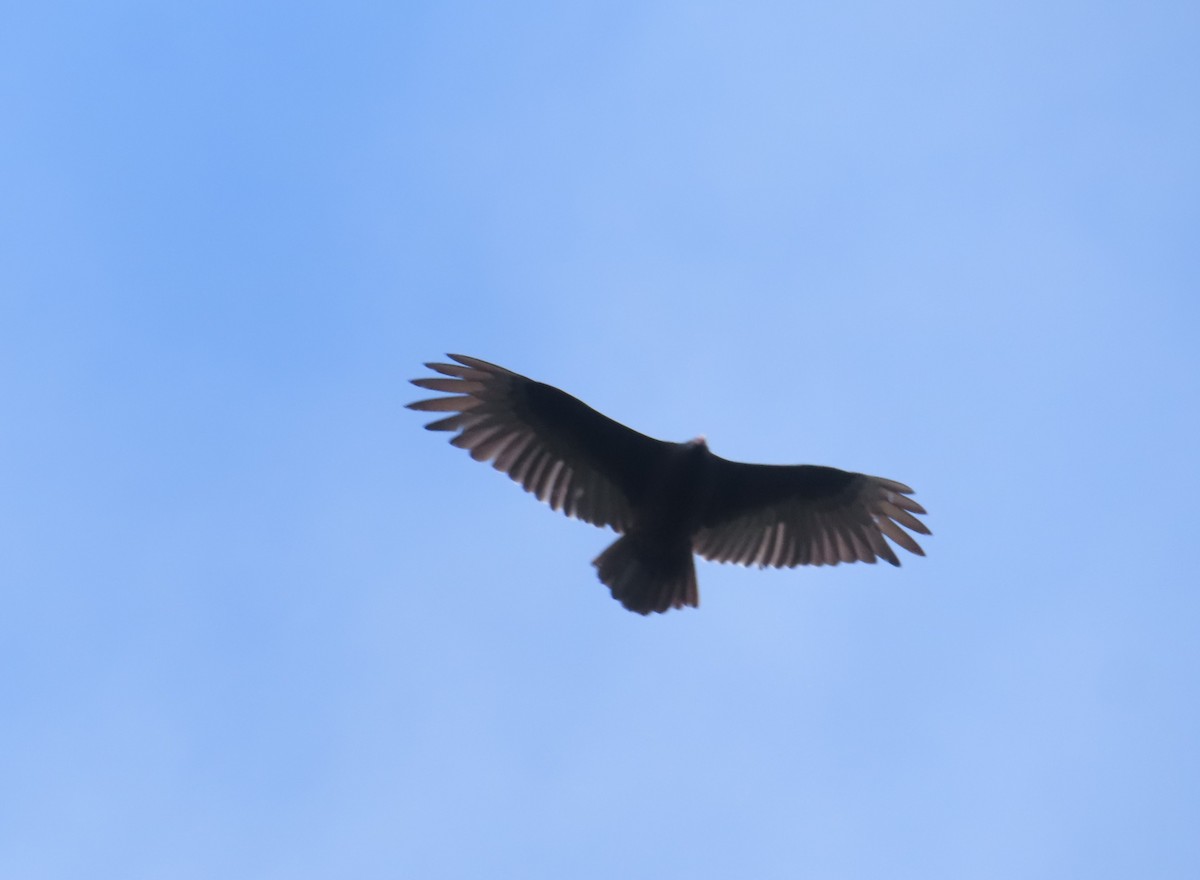 Ebird Checklist - 8 May 2024 - Northumberland Forest - 36 Species