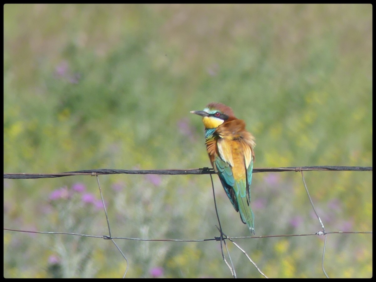 European Bee-eater - ML618674815