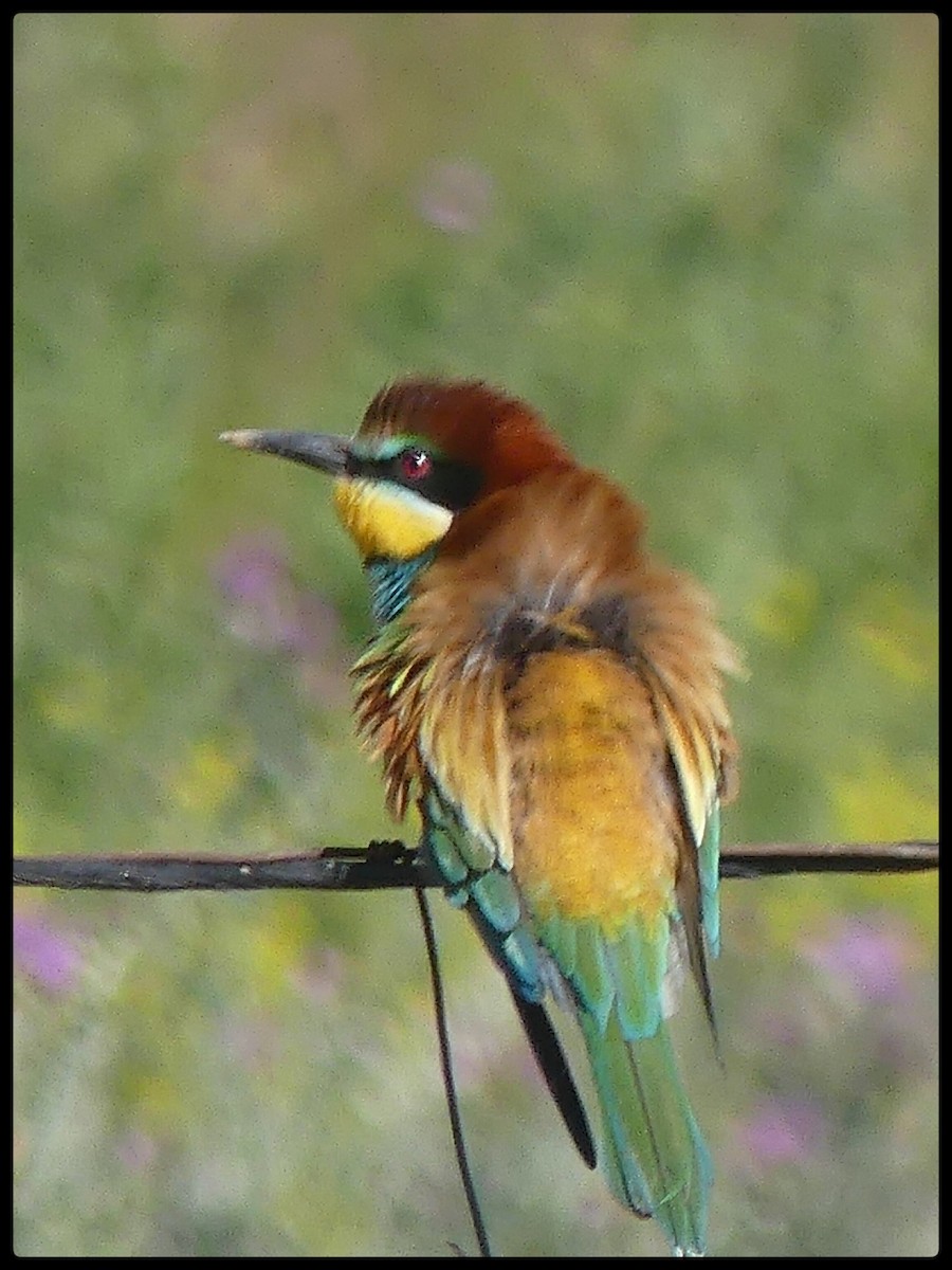 European Bee-eater - ML618674816